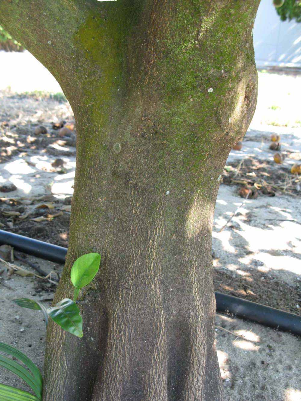            Bark (Winter Haven, FL)      